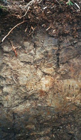 Gleba brunatna dystroficzna wytworzona z czerwonego spgowca