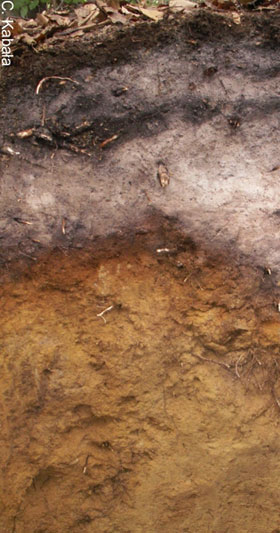 Gleba brunatna dystroficzna wytworzona z czerwonego spgowca